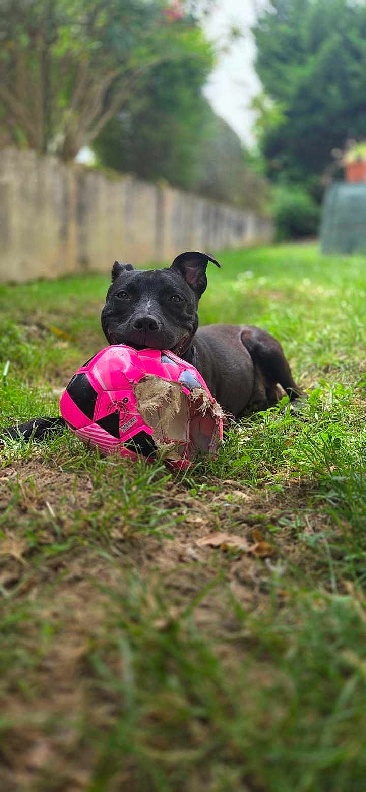 Marley participe au concours pour gagner de l'argent avec cette photo : dog, black_dog, grass, ball, soccer_ball, chewed_ball, outdoor, pet, animal, playful, garden, greenery, nature, fun, toy, happy, canine, smiling, lying, daylight