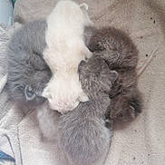 Chipie participe au concours pour gagner de l'argent avec cette photo : kitten, newborn, cat, sleeping, furry, snuggling, pile, gray, white, blanket, soft, cute, animal, pet, fur, cozy, resting, indoors, young, adorable