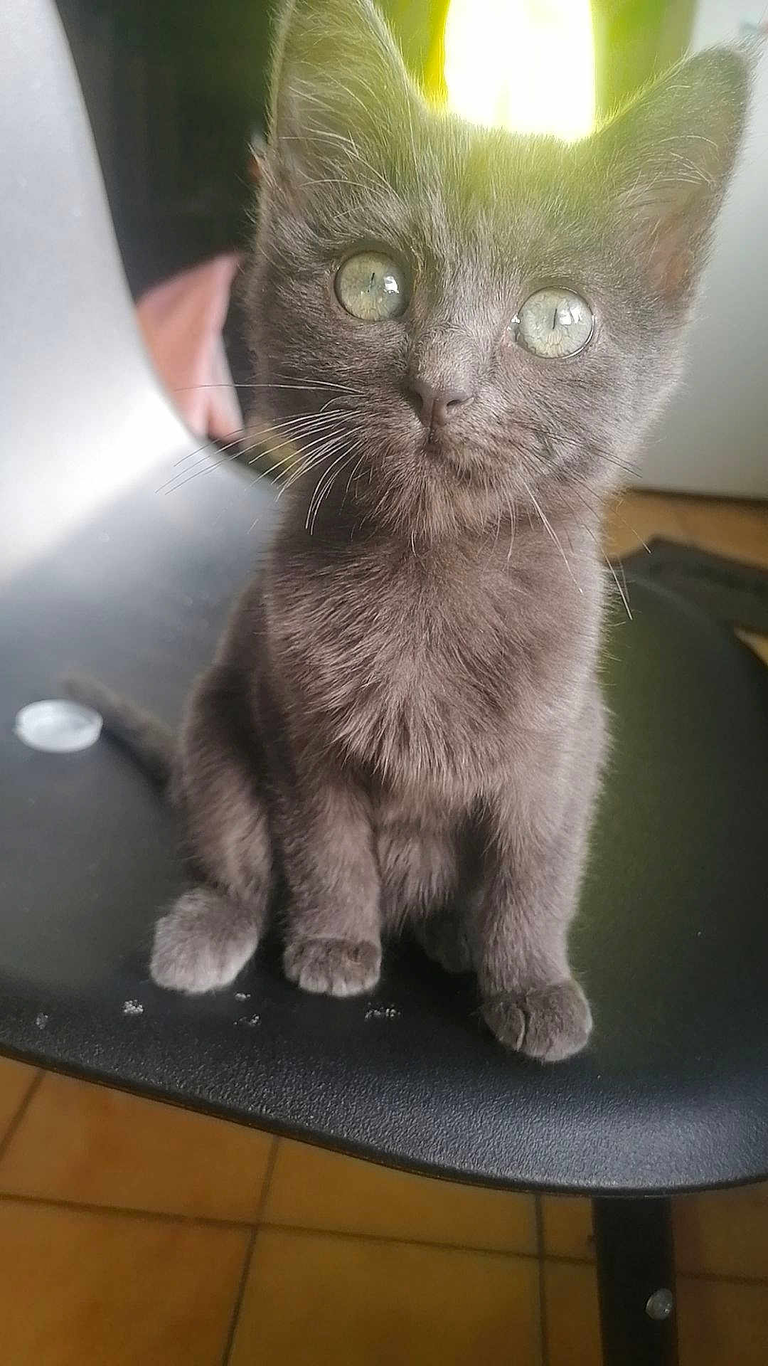 Chipie a rejoint le concours — aidez-le/la à gagner de superbes lots ! kitten, gray_cat, cat, pet, animal, feline, chair, indoor, fur, whiskers, eyes, cute, small, sitting, domestic_animal, young, curious, close_up, floor, light