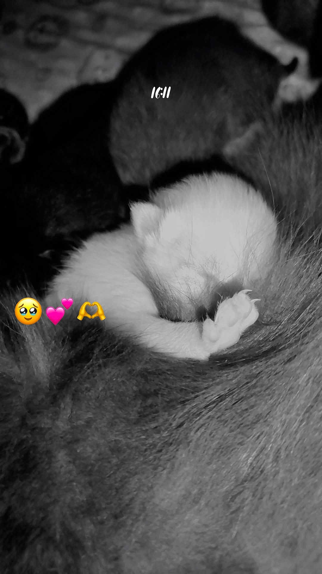 Anastasia Bellicha participe au concours pour gagner de l'argent avec cette photo : kitten, cat, newborn, sleeping, paw, fur, close_up, black_and_white, monochrome, cozy, cute, pet, indoor, blanket, curled, nap, sticker_overlay, timestamp, animal, tiny