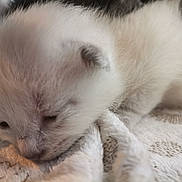 Anastasia Bellicha a rejoint le concours — aidez-le/la à gagner de superbes lots ! kitten, cat, newborn_kitten, pet, close_up, fur, sleeping, blanket, cozy, whiskers, paw, muzzle, indoor, soft, white_fur, tiny, resting, adorable, domestic_cat, shallow_depth_of_field
