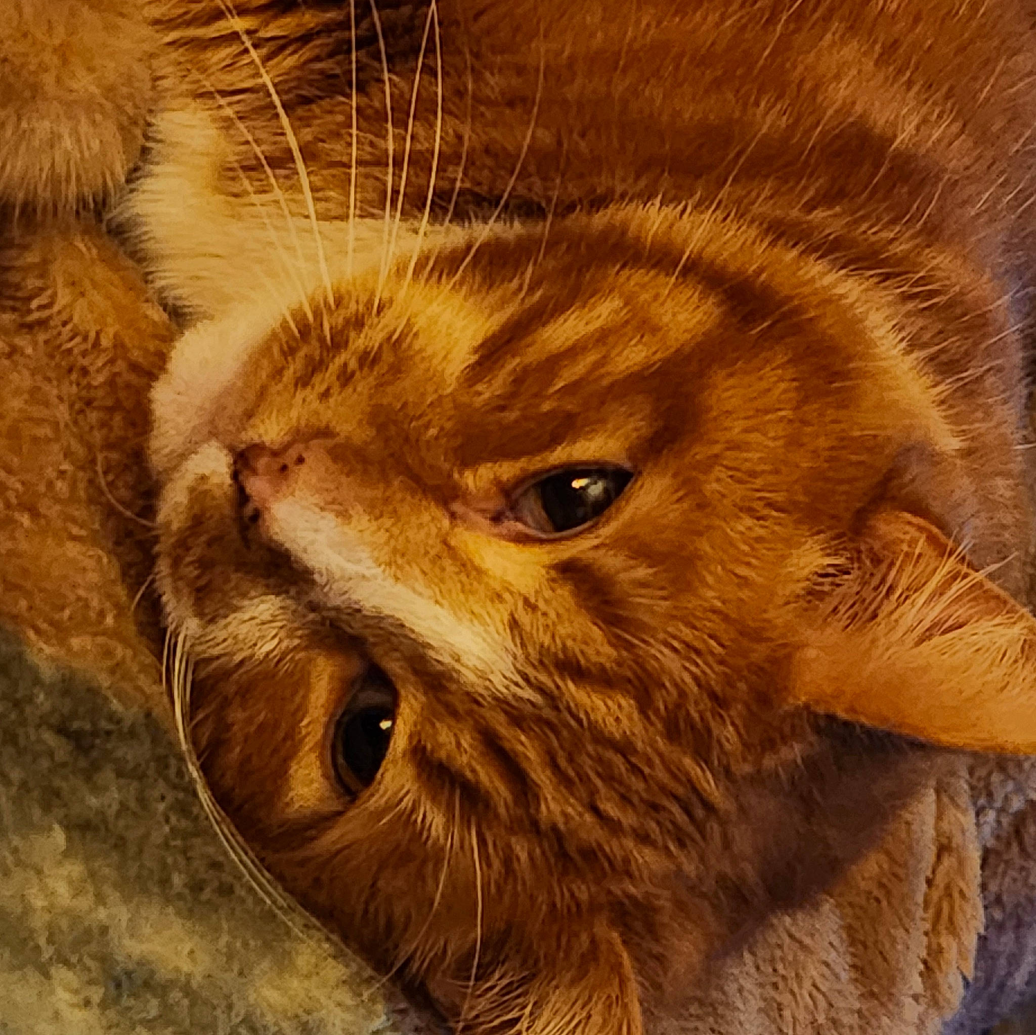 Jake is registered to the contest to win money with this photo: carnivore, cat, close_up, domestic_short_haired_cat, fawn, felidae, fur, liver, small_to_medium_sized_cats, snout, tail, terrestrial_animal, whiskers, wildlife, wood, wrinkle