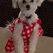 Penny Wheeler is registered to the contest to win money with this photo: dog, white_dog, small_dog, fluffy, pet, red_dress, checkered_pattern, standing, indoor, curious, cute, collar, charming, close_up, fur, animal, domestic, playful, adorable, companion