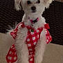 dog, white_dog, small_dog, fluffy, pet, red_dress, checkered_pattern, standing, indoor, curious, cute, collar, charming, close_up, fur, animal, domestic, playful, adorable, companion