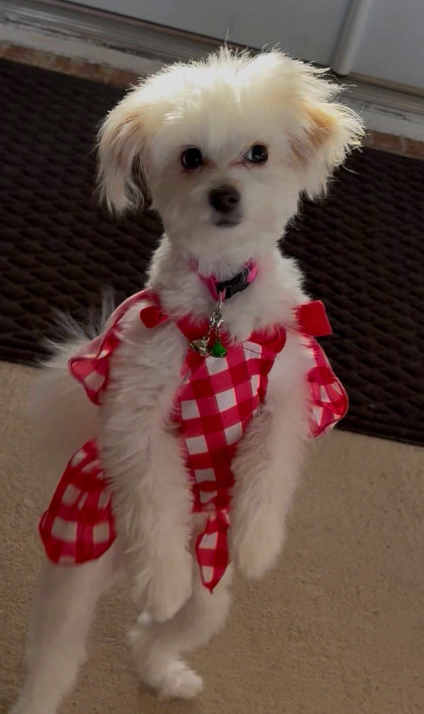 Penny Wheeler
