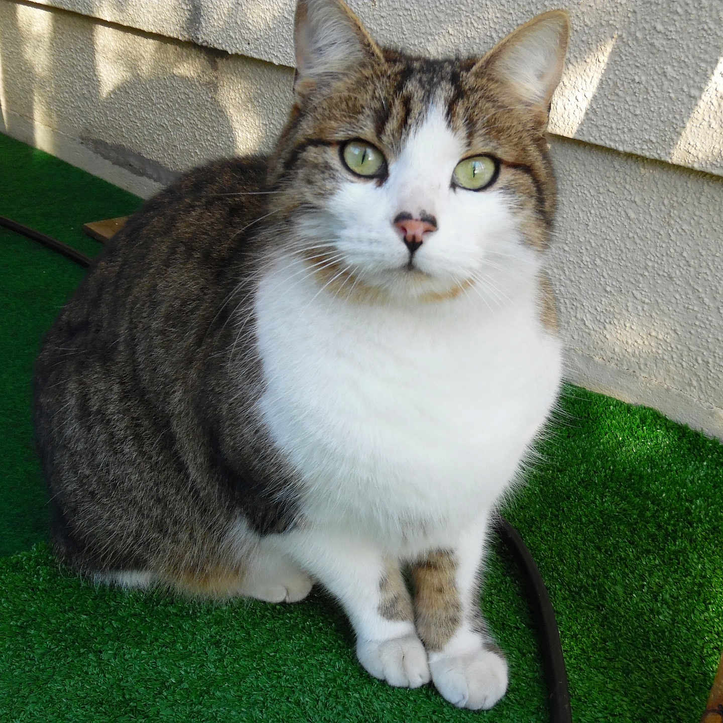 Pirate a rejoint le concours — aidez-le/la à gagner de superbes lots ! abyssinian, accessories, alloywheel, animal, backyard, car, cat, grass, kitten, lawn, leash, manx, nature, outdoors, pet, plant, plywood, strap, wood, yard