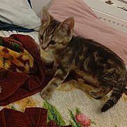 Kaido participe au concours pour gagner de l'argent avec cette photo : kitten, cat, tabby, animal, pet, feline, bed, blanket, pillow, bedroom, indoor, cozy, striped_fur, standing, sitting, tail, ears, whiskers, portrait, home