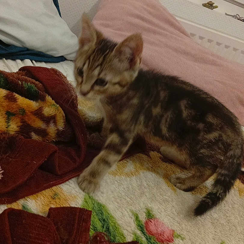 Kaido participe au concours pour gagner de l'argent avec cette photo : kitten, cat, tabby, animal, pet, feline, bed, blanket, pillow, bedroom, indoor, cozy, striped_fur, standing, sitting, tail, ears, whiskers, portrait, home