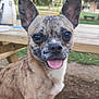 animal, brindle, canine, closeup, daylight, dog, ears, friendly, fur, happy, nature, outdoor, park, pet, picnic_table, sitting, smiling, tongue, tongue_out, wood