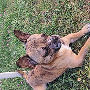 Luffy participe au concours pour gagner de l'argent avec cette photo : animal, brindle_coat, canine, clover, daylight, dog, ears, fence, flowers, fur, garden, grass, nature, nose, outdoor, pet, relaxed, side_view, small_dog, snout