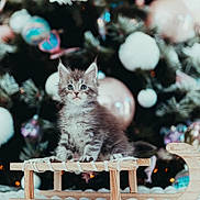 Alyona participe au concours pour gagner de l'argent avec cette photo : kitten, cat, wooden_sled, christmas_tree, ornaments, holiday, decorations, furry, cute, winter, indoor, pet, animal, feline, festive, soft_light, closeup, portrait, fluffy, sitting