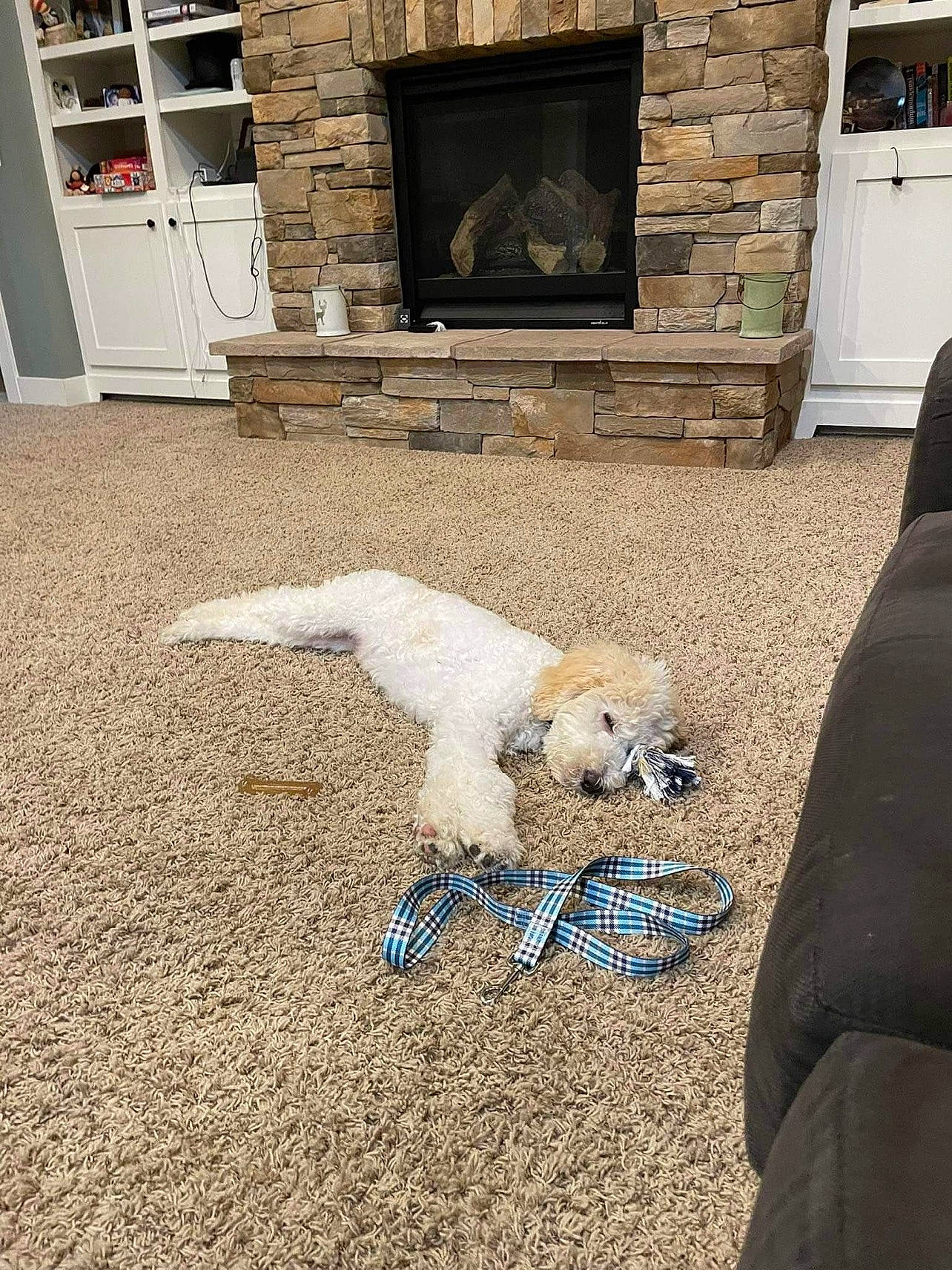 Curly joined the competition — help win amazing prizes! art, carnivore, companion_dog, dog, dog_breed, door, fawn, floor, flooring, hardwood, home_appliance, kitchen_appliance, poodle, road_surface, sidewalk, snout, tail, television, wood, working_animal