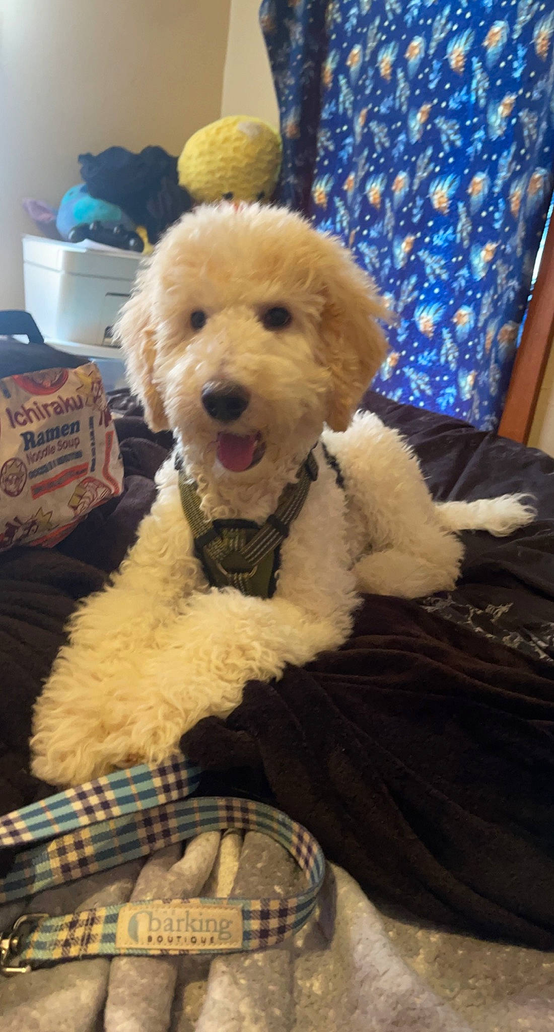 Curly is registered to the contest to win money with this photo: blue, canidae, carnivore, companion_dog, couch, dog, dog_breed, fur, labradoodle, non_sporting_group, pattern, plaid, poodle, sporting_group, tartan, terrier, toy, toy_dog, water_dog, working_animal