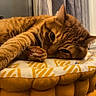 Simba a rejoint le concours — aidez-le/la à gagner de superbes lots ! bed, blanket, cat, close_up, cozy, cushion, domestic_animal, ear, feline, ginger_cat, indoor, nap, patterned_fabric, paw, pet, portrait, resting, sleepy, whiskers, yellow