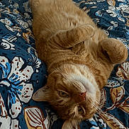 Simba participe au concours pour gagner de l'argent avec cette photo : bed, blanket, cat, close_up, comforter, cozy, cute, floral, fur, indoor, laying_on_back, orange_tabby, patterned_textile, paws, pet, portrait, relaxed, tabby, whiskers, yellow_eyes