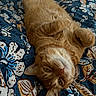 bed, blanket, cat, close_up, comforter, cozy, cute, floral, fur, indoor, laying_on_back, orange_tabby, patterned_textile, paws, pet, portrait, relaxed, tabby, whiskers, yellow_eyes