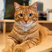 Simba a rejoint le concours — aidez-le/la à gagner de superbes lots ! bokeh, cat, close_up, curious_gaze, domestic_animal, ears, eyes, feline, fur, ginger_cat, home, indoor, orange_tabby, paws, pet, portrait, shallow_depth_of_field, tabby_stripes, table, whiskers