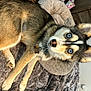 Dani California is registered to the contest to win money with this photo: canidae, carnivore, claw, companion_dog, dog, dog_breed, fawn, fur, paw, photo_caption, sled_dog, snout, sporting_group, tail, terrestrial_animal, whiskers, wildlife, wood, working_animal, working_dog