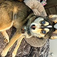 Dani California joined the competition — help win amazing prizes! canidae, carnivore, claw, companion_dog, dog, dog_breed, fawn, fur, paw, photo_caption, sled_dog, snout, sporting_group, tail, terrestrial_animal, whiskers, wildlife, wood, working_animal, working_dog