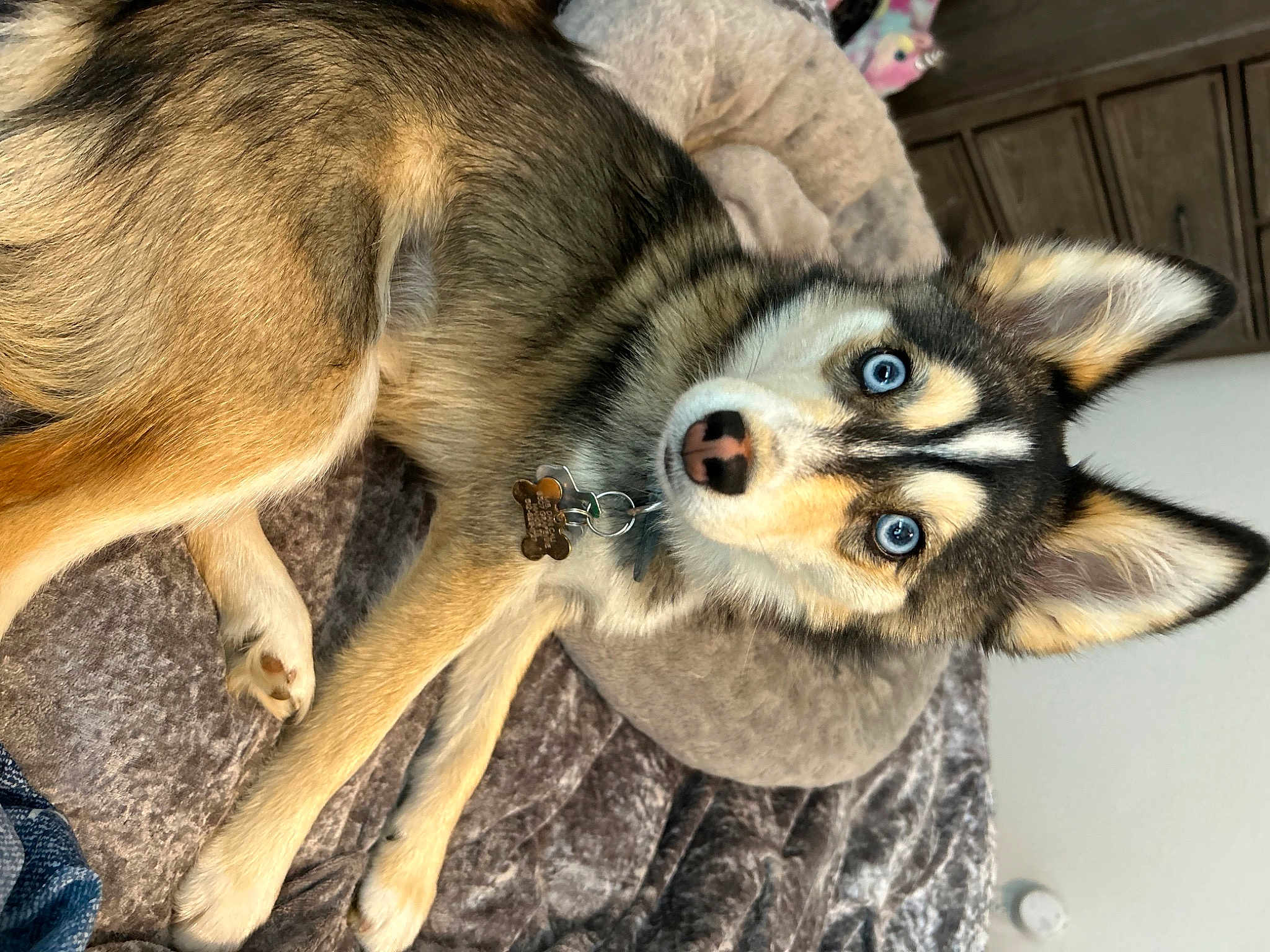 Dani California joined the competition — help win amazing prizes! canidae, carnivore, claw, companion_dog, dog, dog_breed, fawn, fur, paw, photo_caption, sled_dog, snout, sporting_group, tail, terrestrial_animal, whiskers, wildlife, wood, working_animal, working_dog
