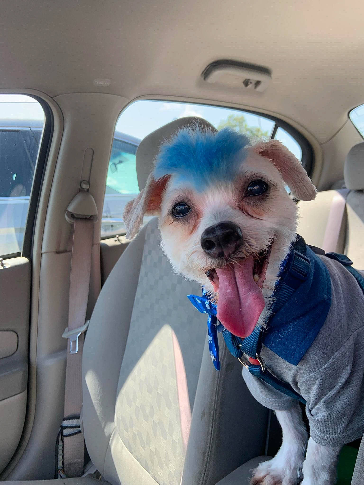 Gibson joined the competition — help win amazing prizes! auto_part, automotive_mirror, car, car_seat, car_seat_cover, carnivore, companion_dog, dog, dog_breed, dog_clothes, dog_supply, fawn, seat_belt, smile, snout, toy_dog, vehicle, vehicle_door, whiskers, window