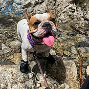 Torta joined the competition — help win amazing prizes! dog, bulldog, boots, rock, rocks, water, stream, tongue_out, collar, leash, outdoor, nature, pet, animal, happy, sunlight, shallow_water, close_up, playful, adventure
