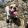 dog, bulldog, boots, rock, rocks, water, stream, tongue_out, collar, leash, outdoor, nature, pet, animal, happy, sunlight, shallow_water, close_up, playful, adventure