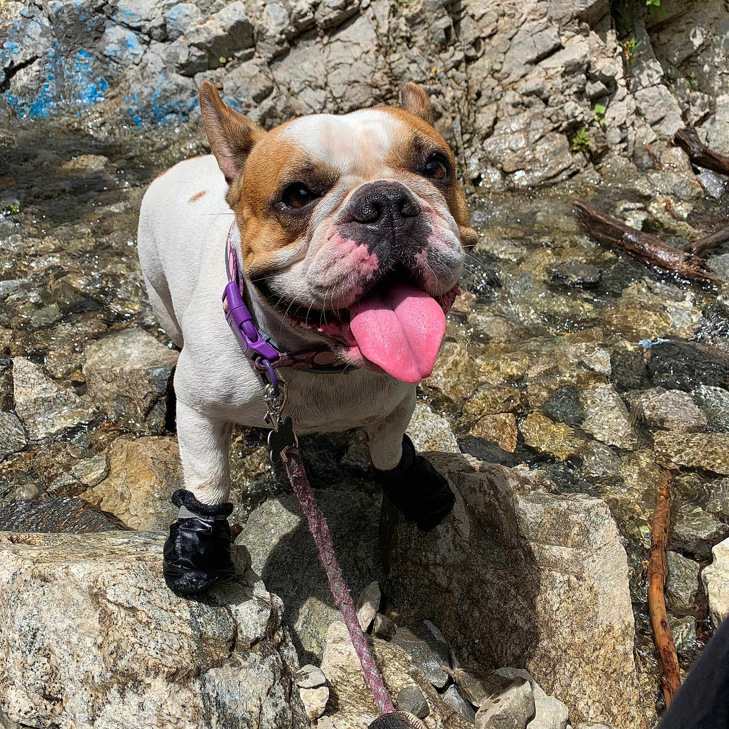 Torta joined the competition — help win amazing prizes! adventure, animal, boots, bulldog, close_up, collar, dog, happy, leash, nature, outdoor, pet, playful, rock, rocks, shallow_water, stream, sunlight, tongue_out, water