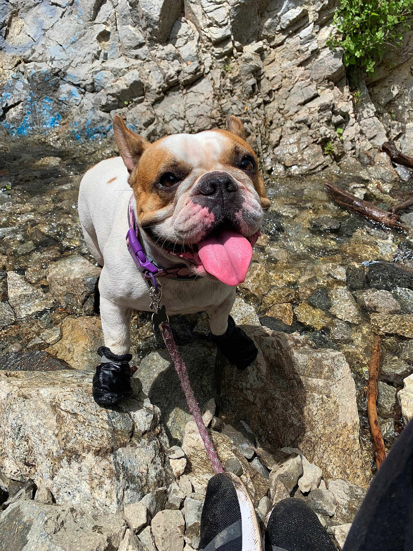 Torta joined the competition — help win amazing prizes! dog, bulldog, boots, rock, rocks, water, stream, tongue_out, collar, leash, outdoor, nature, pet, animal, happy, sunlight, shallow_water, close_up, playful, adventure