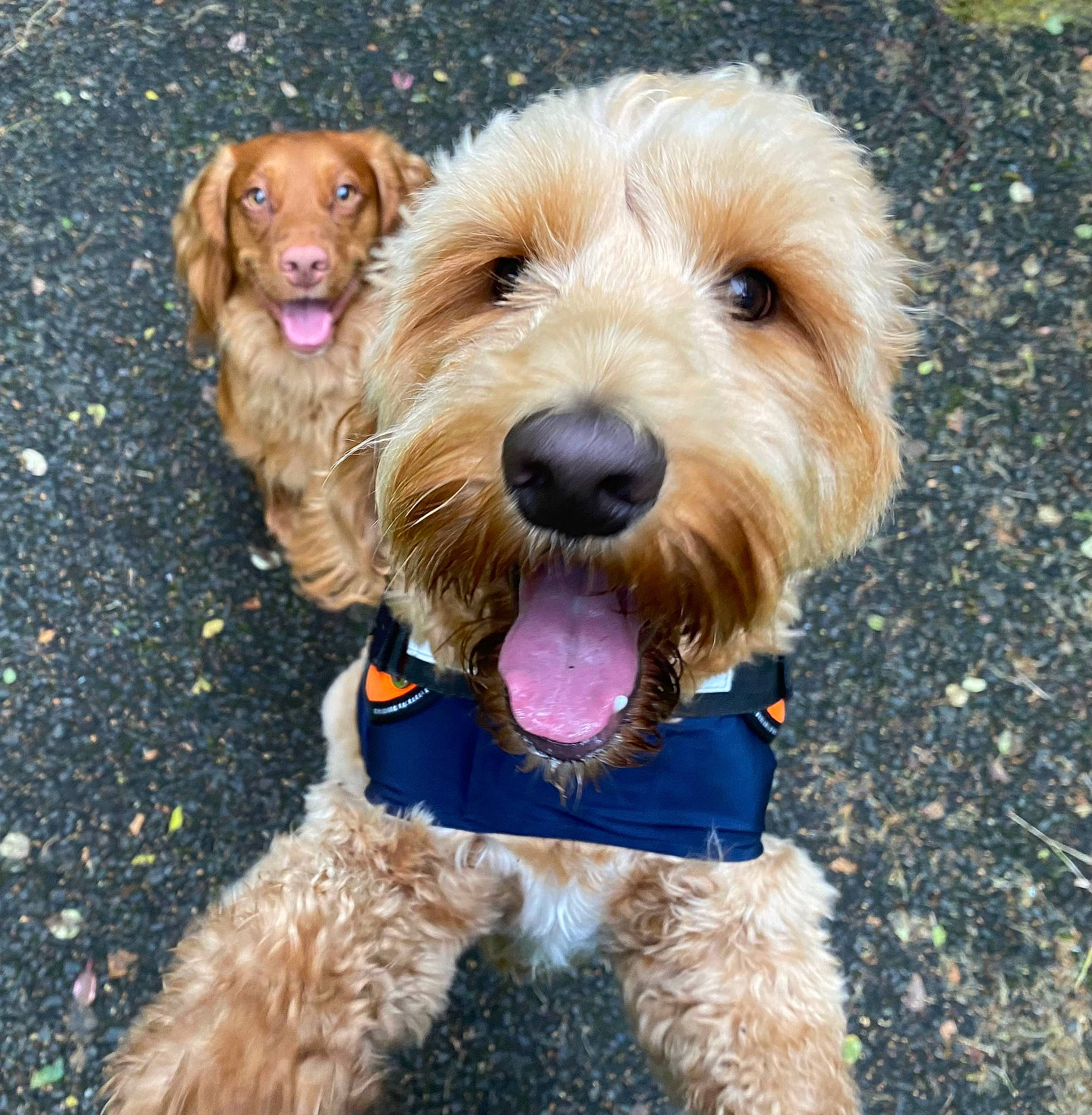 Vincent joined the competition — help win amazing prizes! canidae, carnivore, collar, companion_dog, dog, dog_breed, dog_collar, dog_supply, fashion_accessory, fawn, fur, leash, liver, pet_supply, snout, sporting_group, terrier, toy_dog, water_dog, working_animal