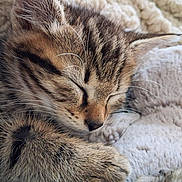 Austin participe au concours pour gagner de l'argent avec cette photo : kitten, cat, sleeping, close_up, tabby, fur, whiskers, paw, cozy, blanket, soft, cute, pet, animal, domestic, feline, resting, peaceful, face, young