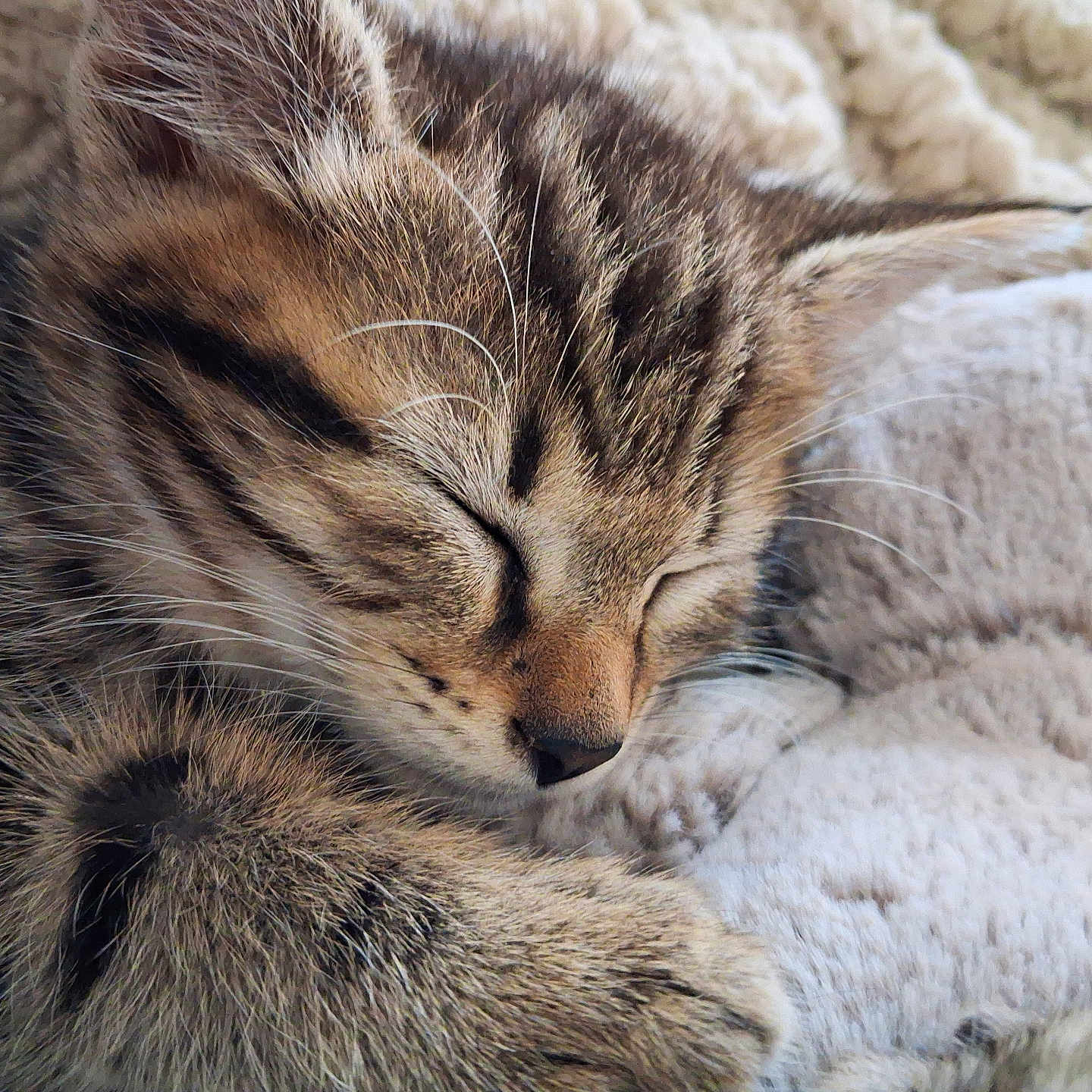 Austin participe au concours pour gagner de l'argent avec cette photo : animal, blanket, cat, close_up, cozy, cute, domestic, face, feline, fur, kitten, paw, peaceful, pet, resting, sleeping, soft, tabby, whiskers, young