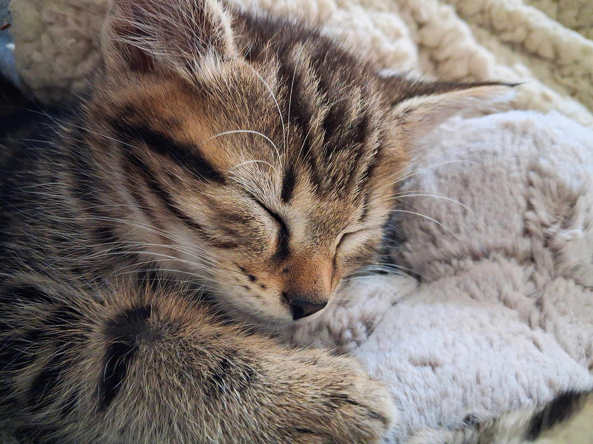 Austin participe au concours pour gagner de l'argent avec cette photo : kitten, cat, sleeping, close_up, tabby, fur, whiskers, paw, cozy, blanket, soft, cute, pet, animal, domestic, feline, resting, peaceful, face, young