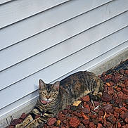 Meow Meow joined the competition — help win amazing prizes! cat, tabby_cat, collar, outdoor, rocks, white_wall, resting, stretching, pet, animal, fur, whiskers, ears, paws, nature, sunlight, relaxed, ground, sidewalk, domestic_cat