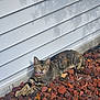 Meow Meow is registered to the contest to win money with this photo: cat, tabby_cat, outdoor, rocks, white_wall, collar, stretching, meowing, sunlight, shadow, leaves, nature, pet, feline, animal, fur, whiskers, relaxed, daylight, ground