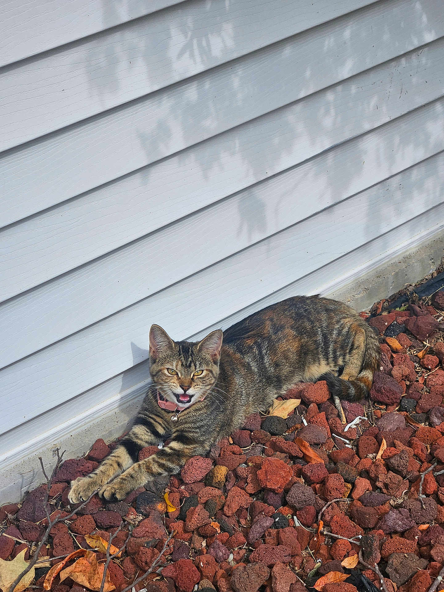 Meow Meow is registered to the contest to win money with this photo: cat, tabby_cat, outdoor, rocks, white_wall, collar, stretching, meowing, sunlight, shadow, leaves, nature, pet, feline, animal, fur, whiskers, relaxed, daylight, ground