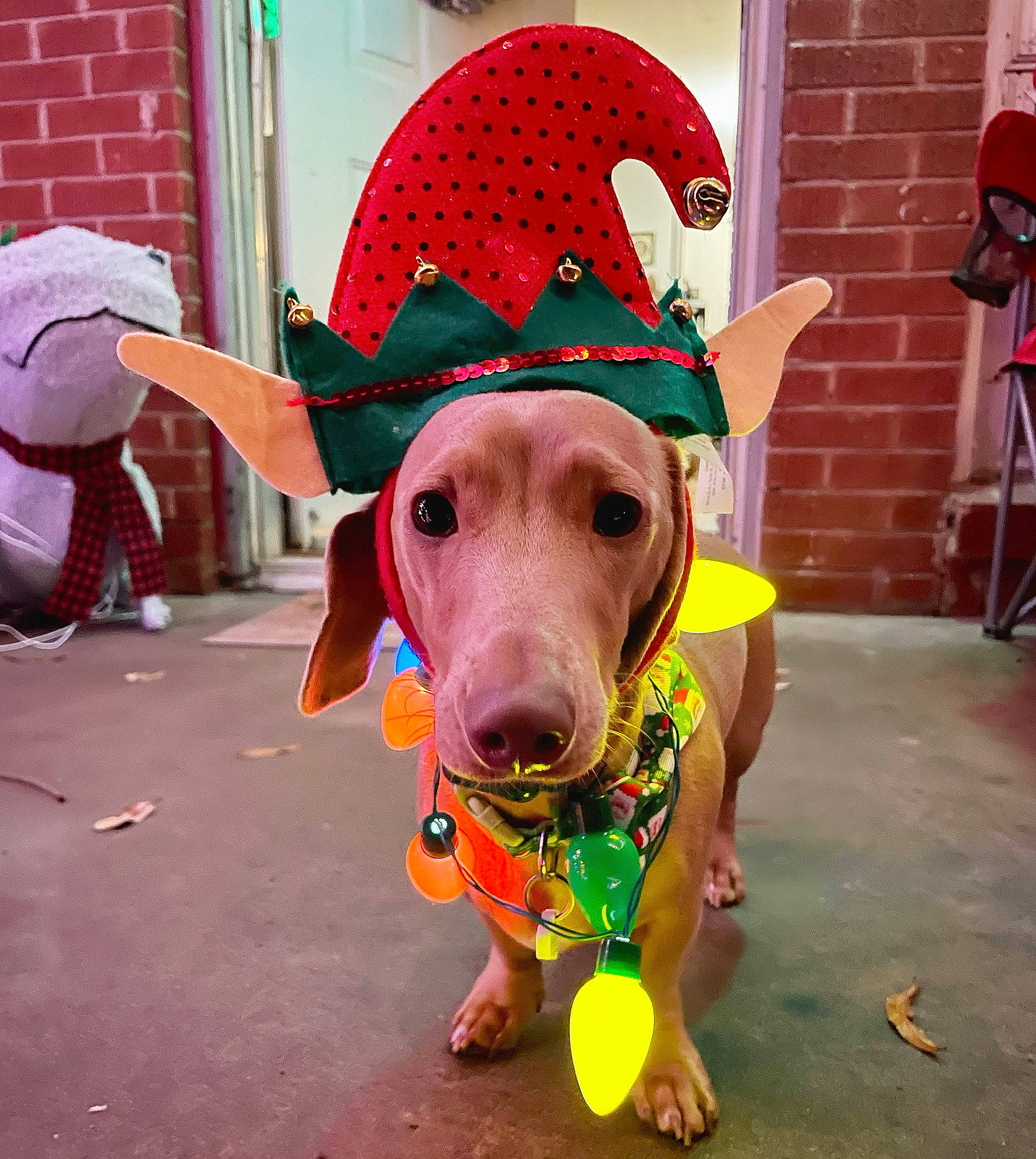 Cain is registered to the contest to win money with this photo: cap, carnivore, companion_dog, costume_hat, dog, dog_breed, dog_clothes, dog_supply, event, fashion_accessory, fawn, fun, fur, magenta, party_supply, personal_protective_equipment, pink, snout, sporting_group, working_animal