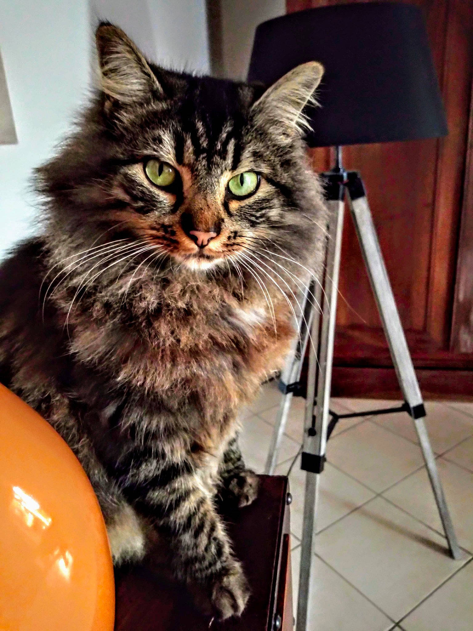 Chamallow participe au concours pour gagner de l'argent avec cette photo : box, carnivore, cat, chair, claw, desk, domestic_short_haired_cat, felidae, fur, maine_coon, paw, small_to_medium_sized_cats, tail, whiskers, wood