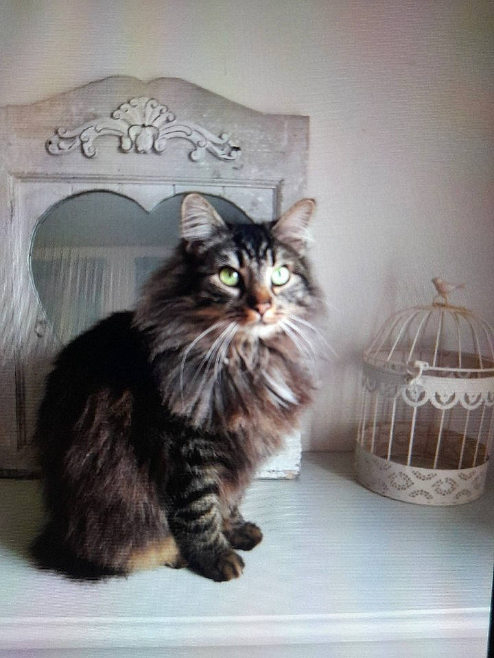 Chamallow a rejoint le concours — aidez-le/la à gagner de superbes lots ! basket, carnivore, cat, claw, felidae, fur, maine_coon, small_to_medium_sized_cats, terrestrial_animal, whiskers, window