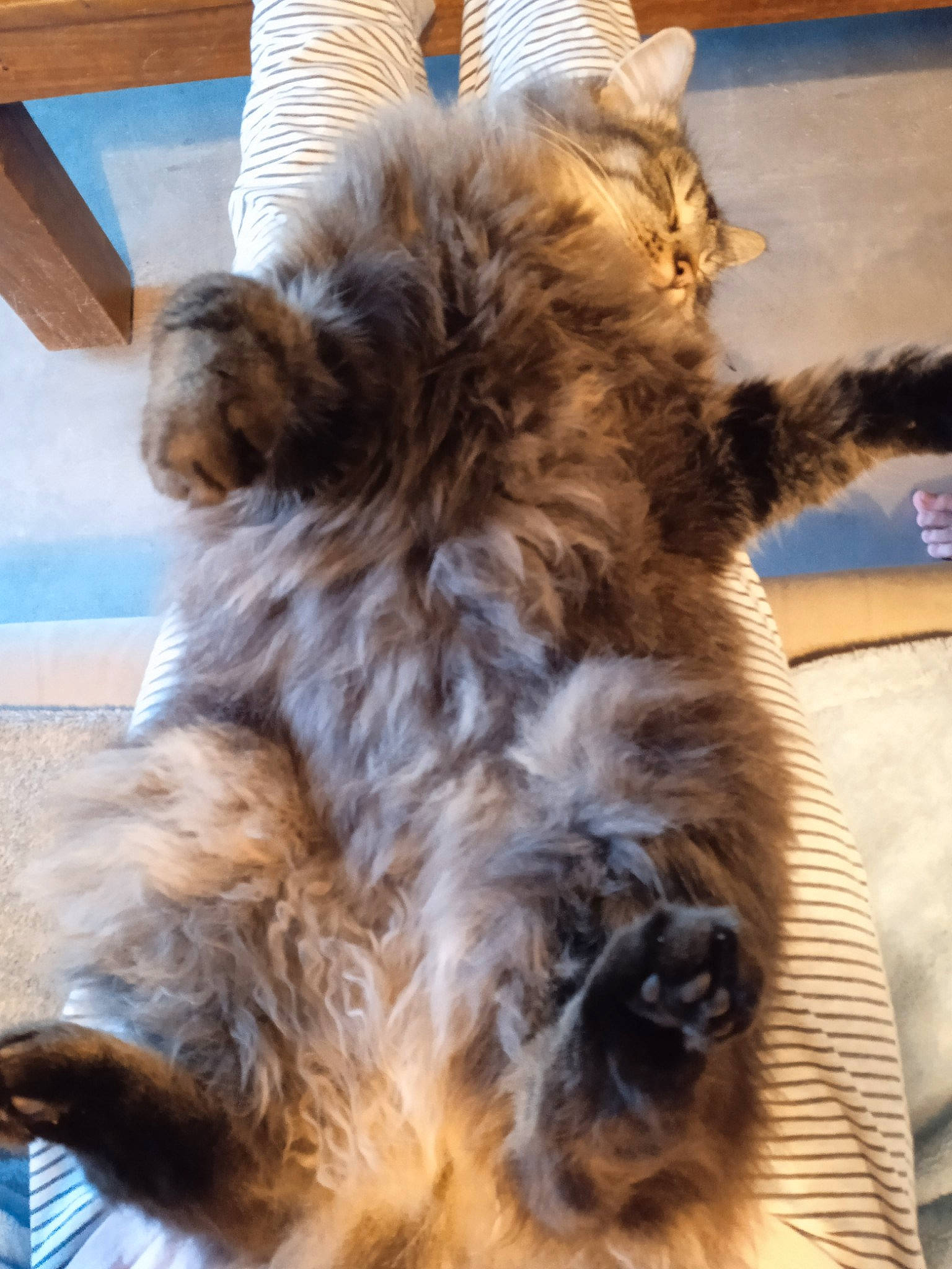 Chamallow a rejoint le concours — aidez-le/la à gagner de superbes lots ! canidae, carnivore, cat, claw, comfort, companion_dog, dog_breed, fawn, felidae, fur, maine_coon, nap, paw, small_to_medium_sized_cats, snout, tail, terrestrial_animal, terrier, whiskers, wood