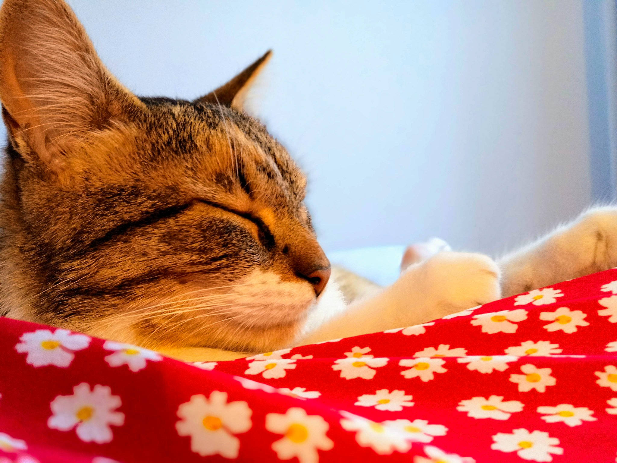 Masha a rejoint le concours — aidez-le/la à gagner de superbes lots ! bed, bedding, carnivore, cat, comfort, domestic_short_haired_cat, event, fawn, felidae, fur, happy, linens, nap, paw, sitting, sleep, small_to_medium_sized_cats, snout, tree, whiskers