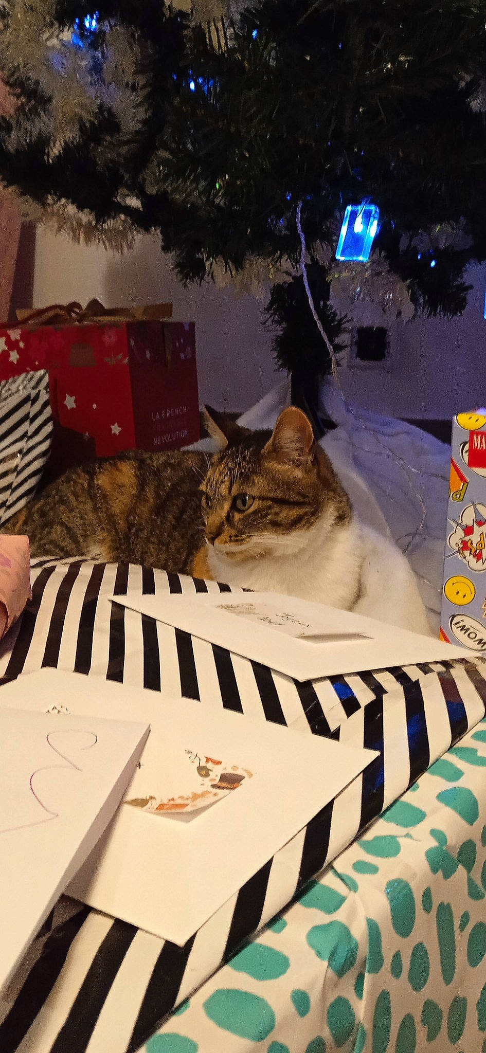 Masha a rejoint le concours — aidez-le/la à gagner de superbes lots ! carnivore, cat, christmas_tree, comfort, domestic_short_haired_cat, event, fawn, felidae, fur, holiday, linens, mammal, plant, room, sitting, small_to_medium_sized_cats, tail, tree, whiskers, wood