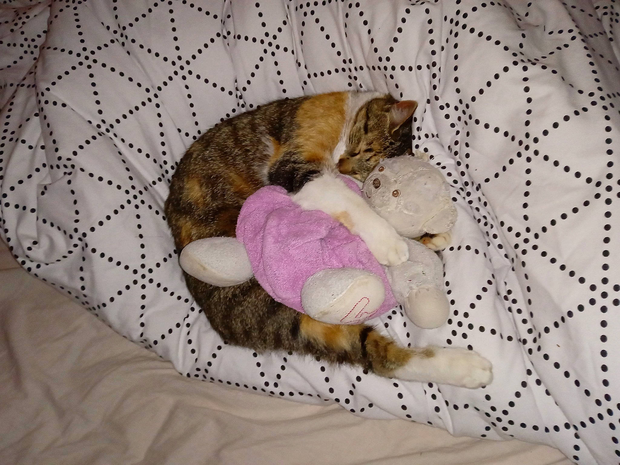 Masha participe au concours pour gagner de l'argent avec cette photo : animal_shelter, canidae, carnivore, cat, comfort, companion_dog, dog_breed, domestic_short_haired_cat, fawn, felidae, fur, mesh, paw, pet_supply, small_to_medium_sized_cats, snout, sporting_group, tail, terrestrial_animal, whiskers