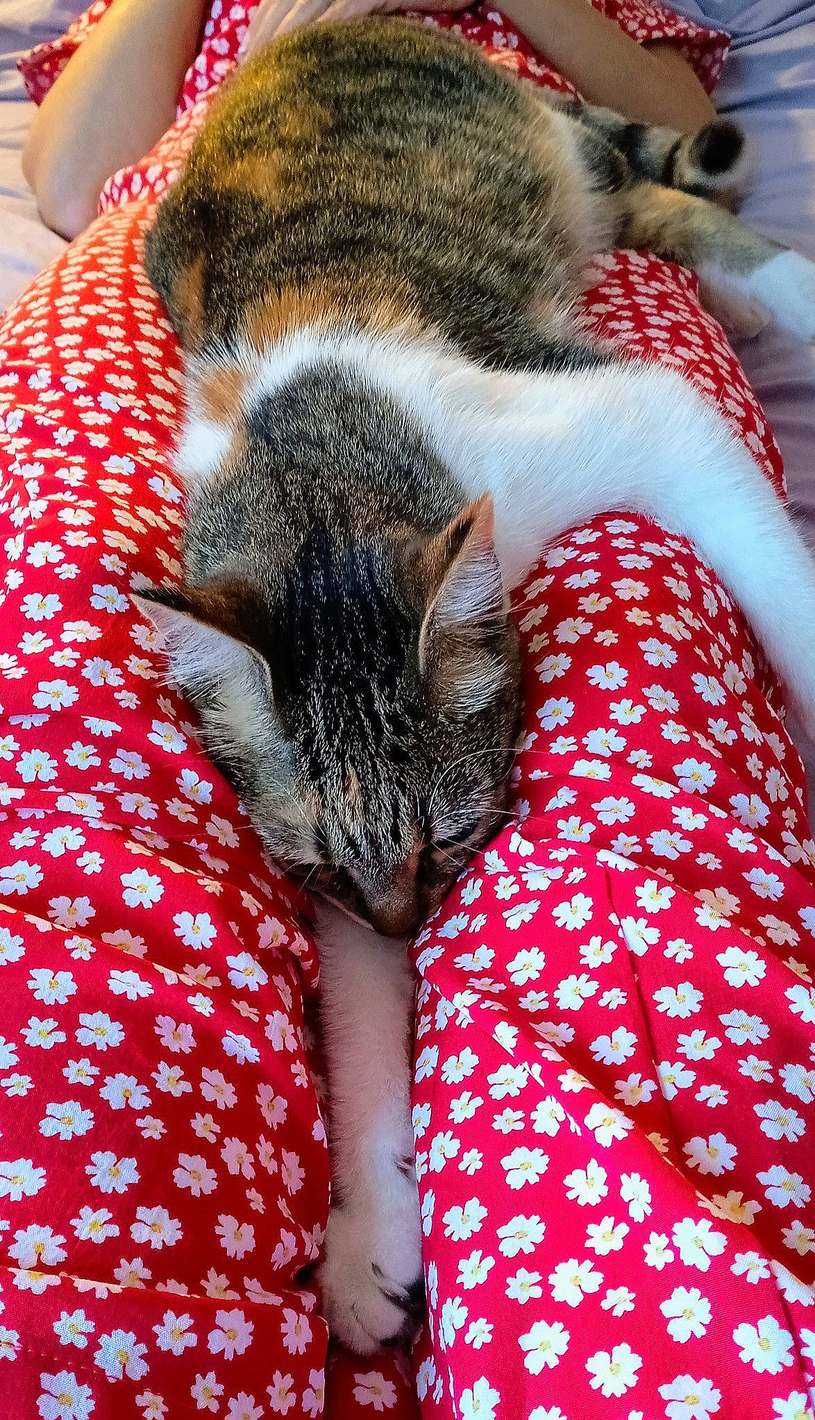 Masha a rejoint le concours — aidez-le/la à gagner de superbes lots ! bedding, blanket, carnivore, cat, comfort, domestic_short_haired_cat, felidae, fur, grass, human_leg, linens, nap, pattern, red, sleep, small_to_medium_sized_cats, tail, terrestrial_animal, textile, whiskers