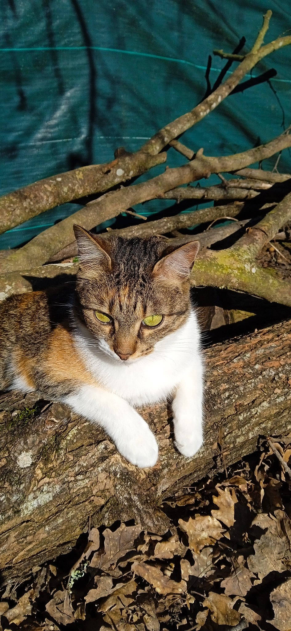 Masha a rejoint le concours — aidez-le/la à gagner de superbes lots ! carnivore, cat, claw, domestic_short_haired_cat, felidae, fur, grass, organism, paw, plant, rock, small_to_medium_sized_cats, soil, tail, terrestrial_animal, tree, trunk, whiskers, wildlife, wood