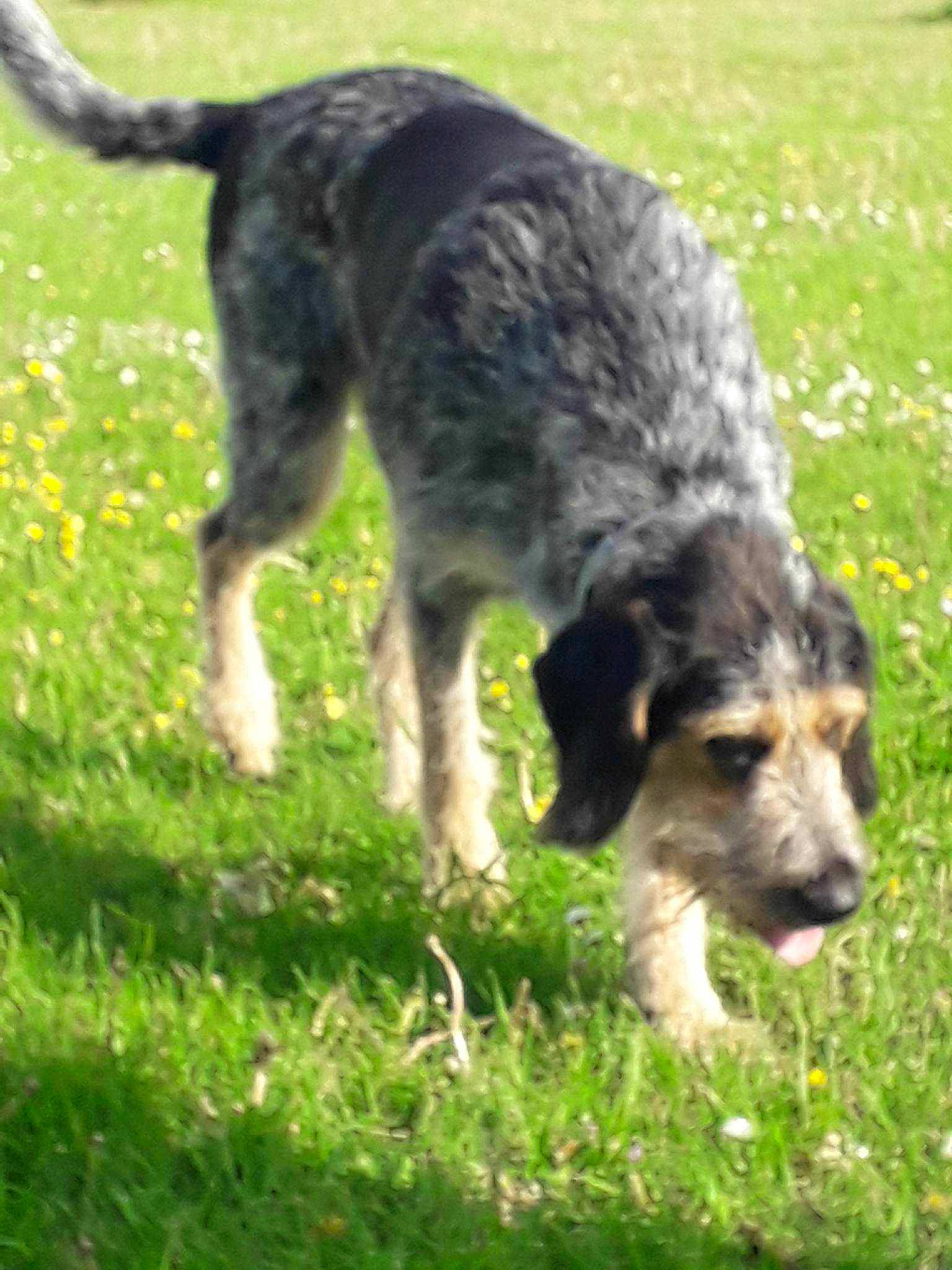 Louna a rejoint le concours — aidez-le/la à gagner de superbes lots ! australian_cattle_dog, canidae, carnivore, companion_dog, dog, dog_breed, grass, grassland, gun_dog, herding_dog, hunting_dog, plant, sporting_group, tail, terrestrial_animal, terrier, water_dog, working_animal, working_dog