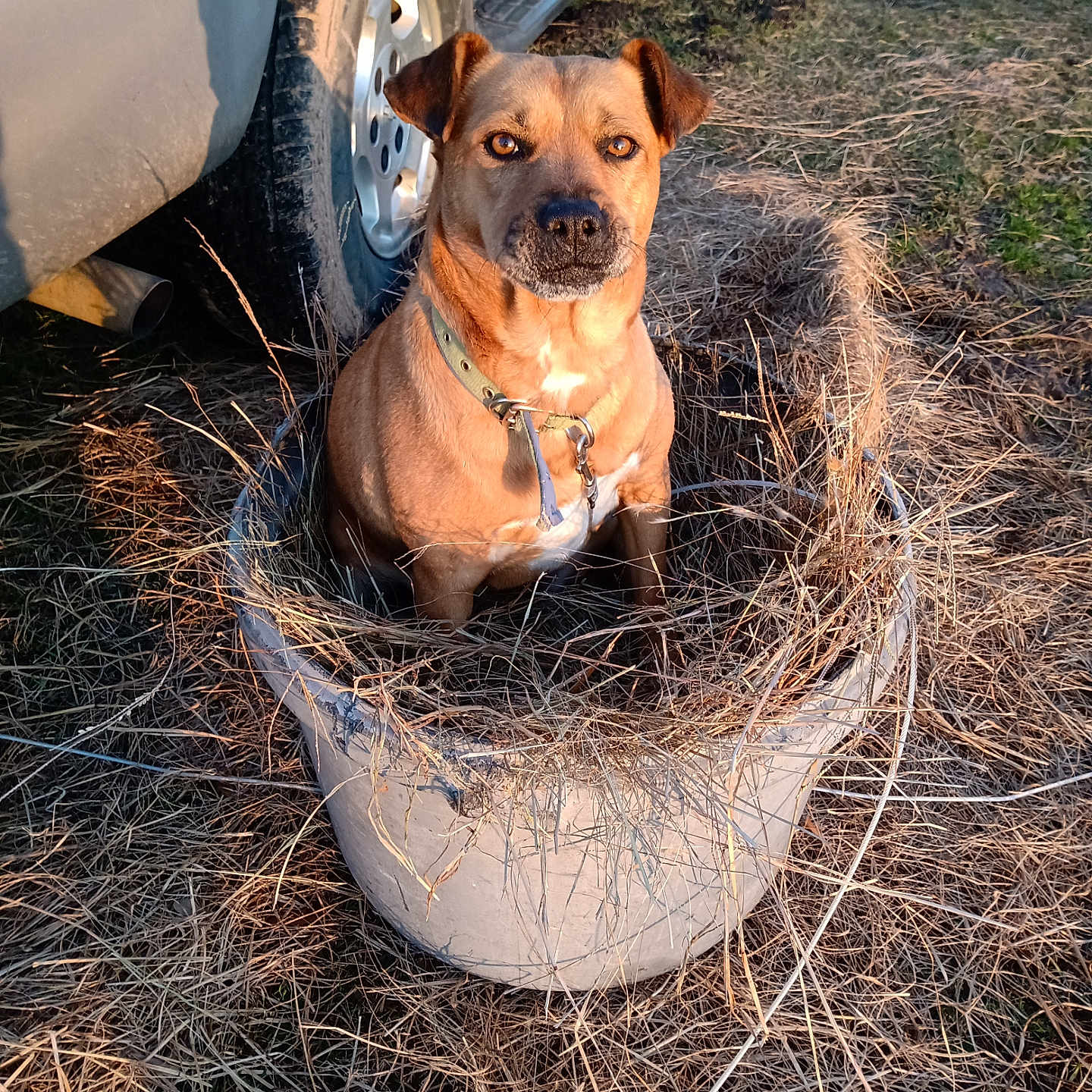 Bella is registered to the contest to win money with this photo: alloywheel, animal, canine, car, cartrunk, carwheel, countryside, dog, hound, machine, nature, outdoors, pet, puppy, spoke, straw, tire, transportation, vehicle, wheel