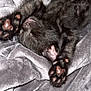 Babyxpluto is registered to the contest to win money with this photo: kitten, black_cat, sleeping, paw, blanket, cozy, fur, cute, pet, animal, indoor, relaxing, soft, nap, whiskers, claws, feline, rest, domestic_cat, closeup