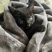 Babyxpluto is registered to the contest to win money with this photo: kitten, black_cat, blue_eyes, blanket, cozy, soft_texture, fur, pet, animal, cute, indoor, curious, wrapped, small, young, feline, resting, closeup, comfort, warm