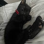 kitten, black_cat, sleeping, collar, pet, animal, feline, cute, cozy, resting, paw, whiskers, soft, blanket, indoor, young, fur, closeup, domestic_cat, nap